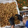Badan Gizi Nasional Hentikan Operasional Dapur Makan Gratis