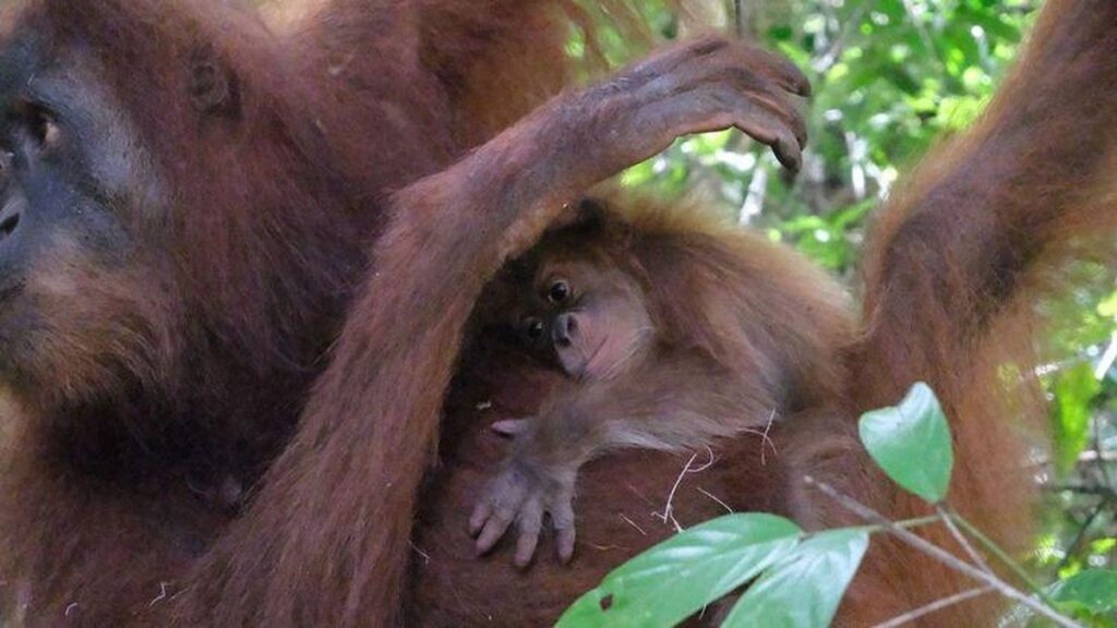 Kelahiran Bayi Orangutan Sumatera di CA Jantho Beri Harapan Baru