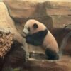 China Apresiasi Indonesia atas Keberhasilan Konservasi Bayi Panda Raksasa
