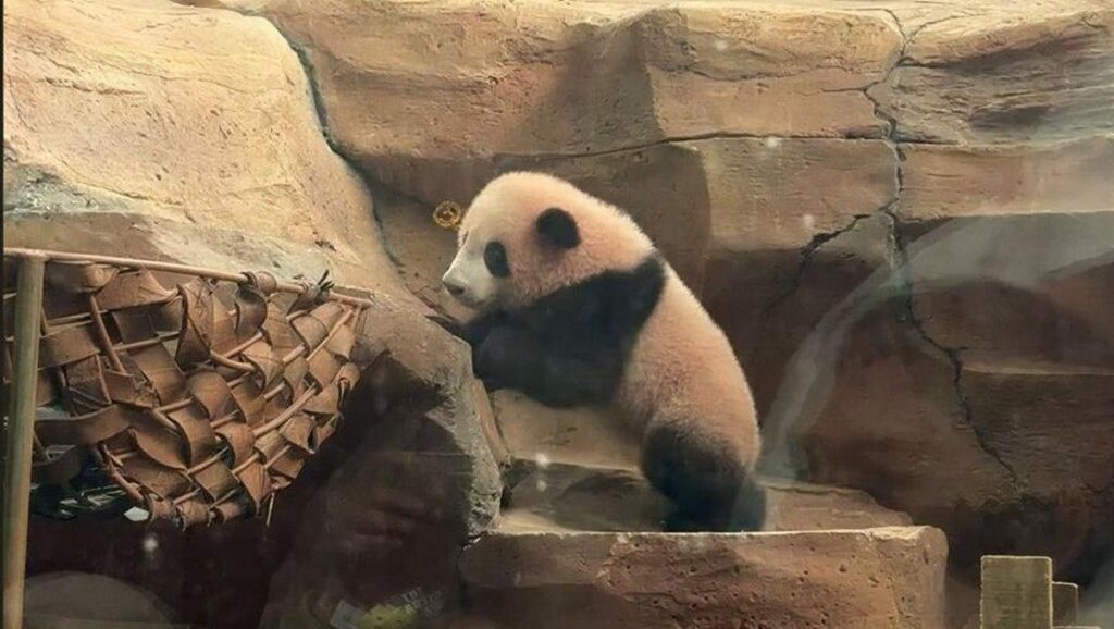 China Apresiasi Indonesia atas Keberhasilan Konservasi Bayi Panda Raksasa