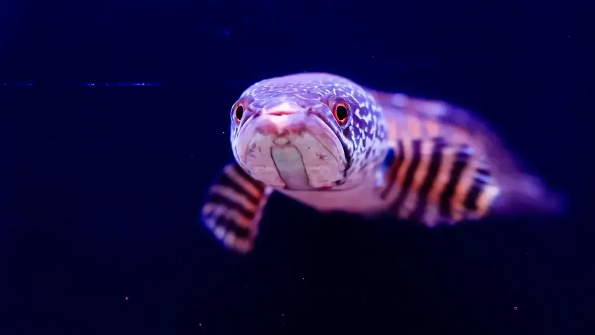 Ikan Gabus Raksasa Jadi Ancaman Invasif di Berbagai Negara