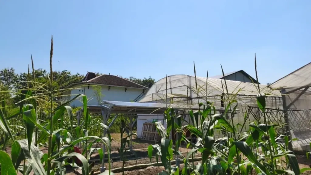 UGM Kembangkan Sistem Agrovoltaic Hybrid di Sleman Guna Dorong Smart Farming