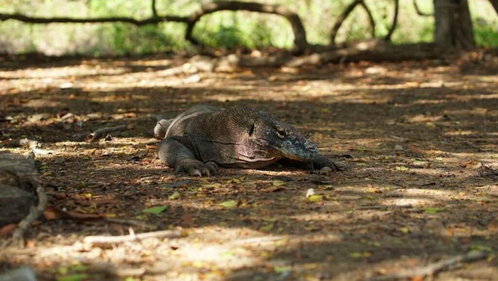 Ketahui Lima Fakta Unik Komodo Sebelum Memulai Tur Wisata