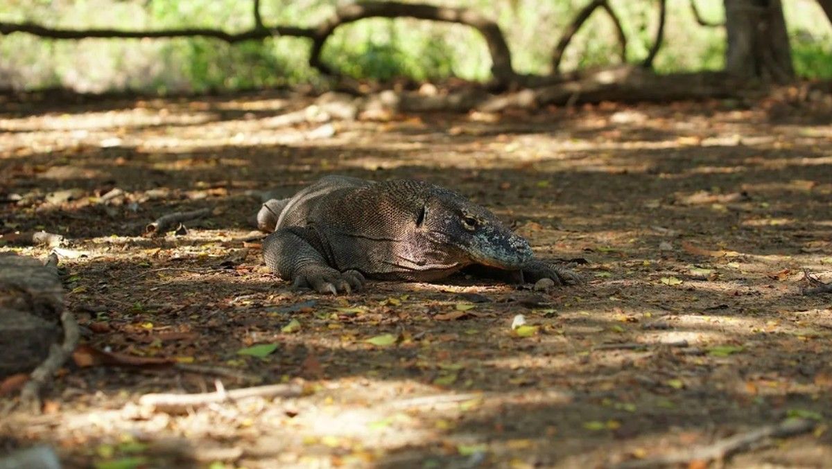 Ketahui Lima Fakta Unik Komodo Sebelum Memulai Tur Wisata