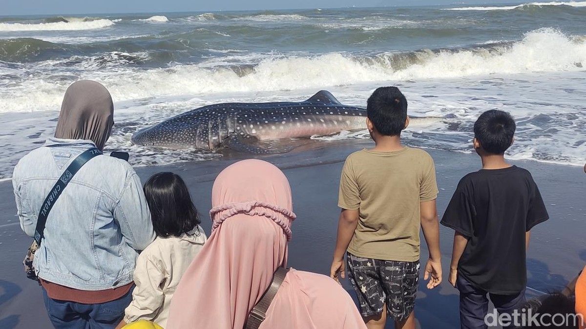 Hiu Tutul Raksasa Terdampar dan Mati di Pantai Cemara Sewu Cilacap