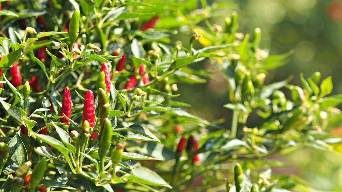 10 Cara Menanam Cabe Rawit di Rumah agar Berbuah Lebat