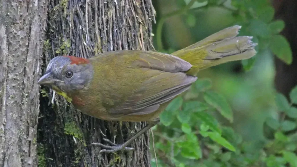Ilmuwan Temukan Dua Spesies Burung Beracun Baru di Papua