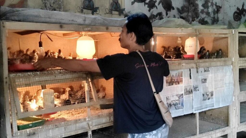 Permindo Sebut Kejatuhan Harga Ayam Hidup Akibat Masalah Struktural