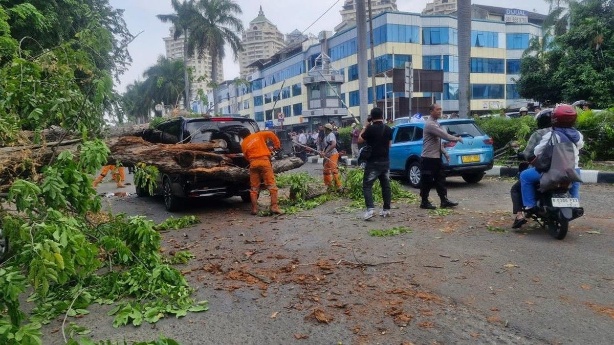 Pohon Tumbang Kelapa Gading Menimpa Mobil Mercedes-Benz dan Taksi