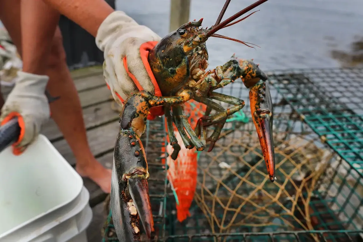 Studi Terbaru Ungkap Lobster Merasakan Sakit Saat Dimasak Hidup-Hidup