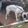 Polisi Selidiki Tersangka Lain Kasus Bocah Tewas Digigit Anjing di Jasinga