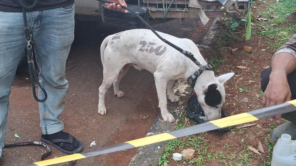 Polisi Selidiki Tersangka Lain Kasus Bocah Tewas Digigit Anjing di Jasinga