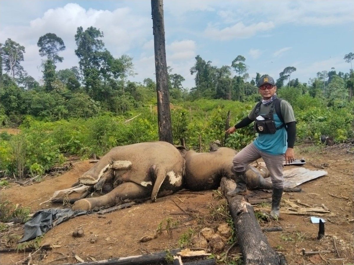 Pakar IPB Soroti Kematian Gajah Sumatra di Bengkulu akibat Deforestasi
