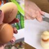 Tren TikTok Bekukan Telur Utuh Picu Risiko Kontaminasi Bakteri Salmonella
