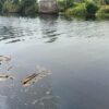Air Sungai Ciujung Serang Berubah Hitam dan Berbau Menyengat