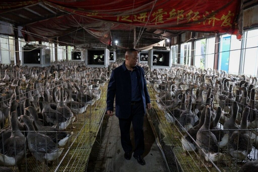 Kisah Sukses Li Fengshan Mengubah Nasib Lewat Bisnis Foie Gras