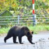 Aparat Jepang Tangkap Beruang Hitam di Utsunomiya Setelah Resahkan Warga
