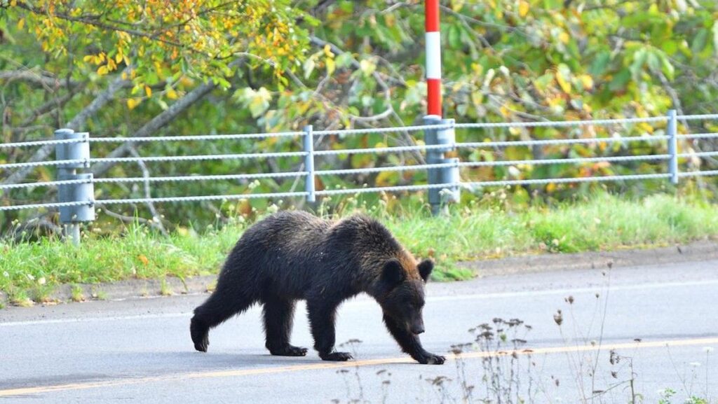 Aparat Jepang Tangkap Beruang Hitam di Utsunomiya Setelah Resahkan Warga