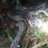 Ular Piton 7,8 Meter Telan Wanita di Pulau Taliabu
