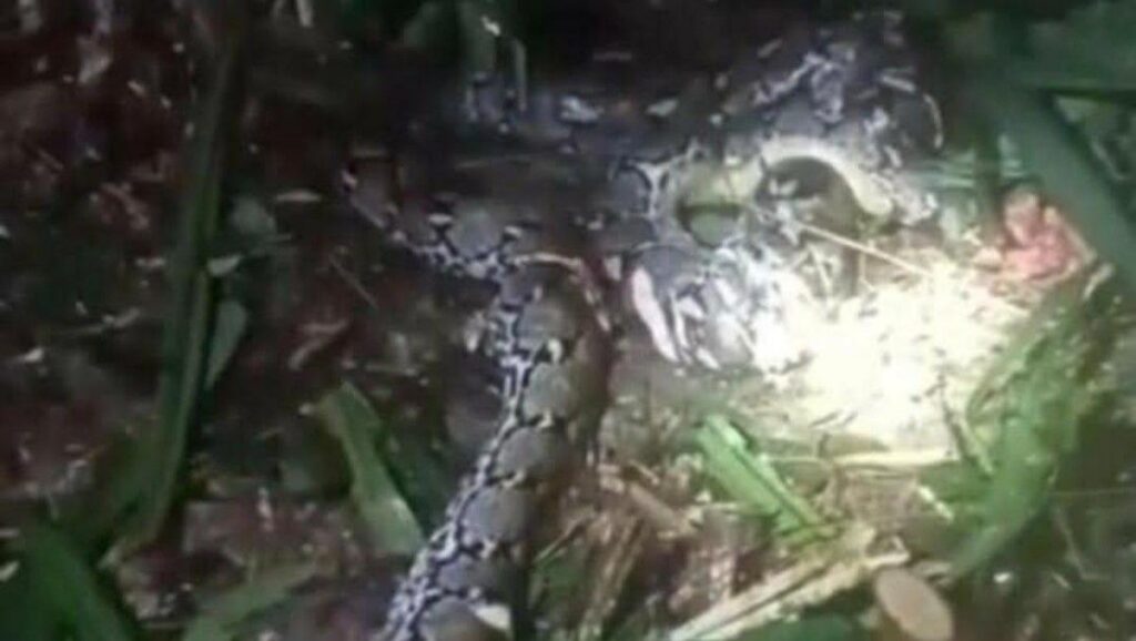 Ular Piton 7,8 Meter Telan Wanita di Pulau Taliabu