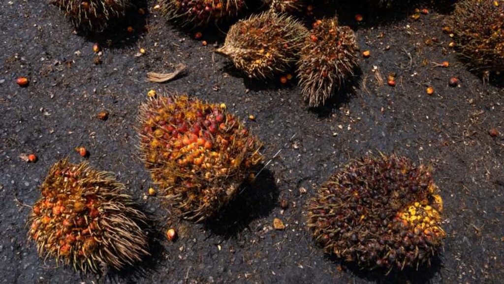 Satgas Pangan Polri Selidiki Dugaan Kartel Harga TBS Sawit Petani