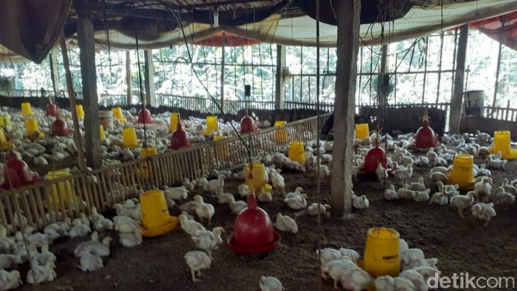 Kementan Instruksikan Pelaku Usaha Serap Ayam Peternak yang Anjlok