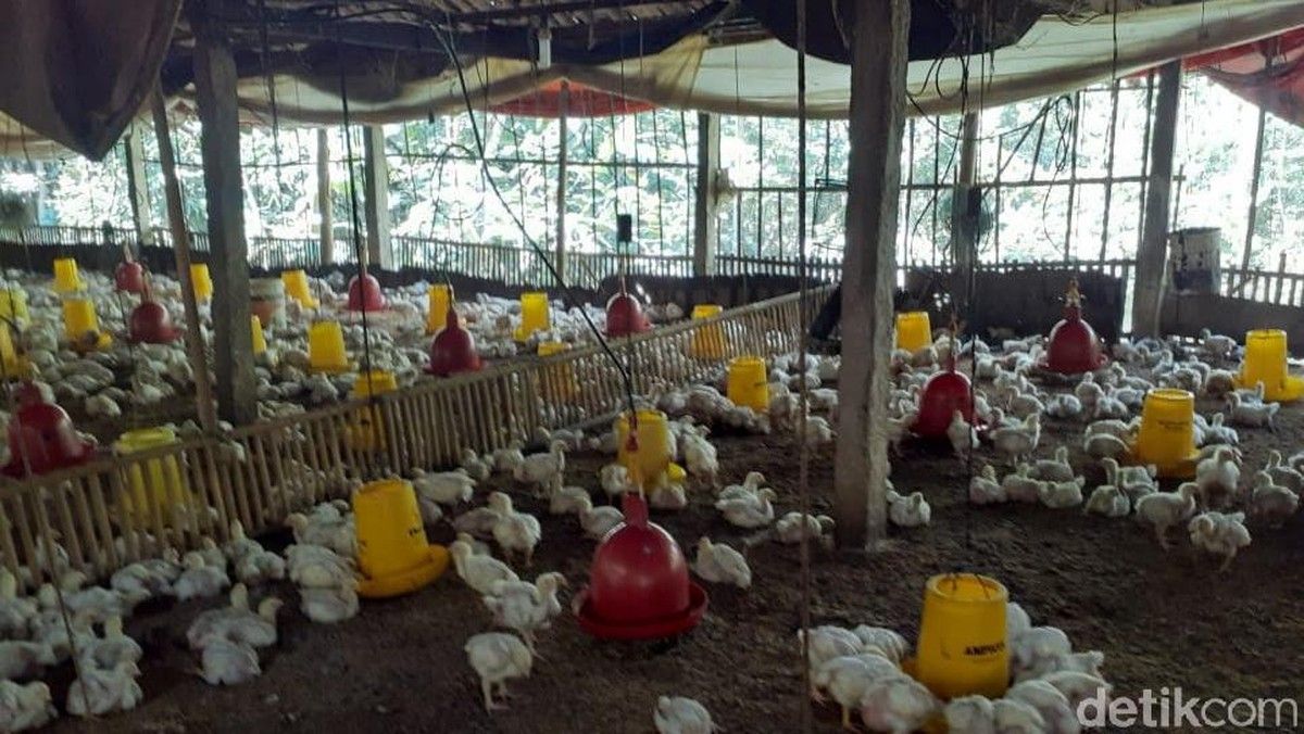 Kementan Instruksikan Pelaku Usaha Serap Ayam Peternak yang Anjlok