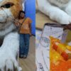 Review Kafe Blue Butter Palagan: Sensasi Kuliner dan Kucing Raksasa