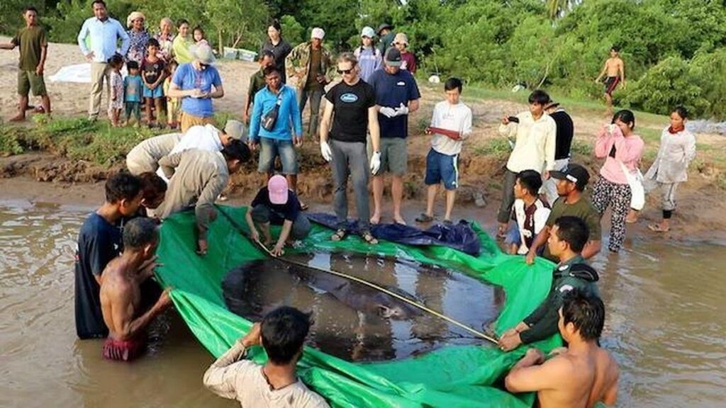 Ikan Lele Raksasa Mekong Kembali Muncul di Perairan Kamboja