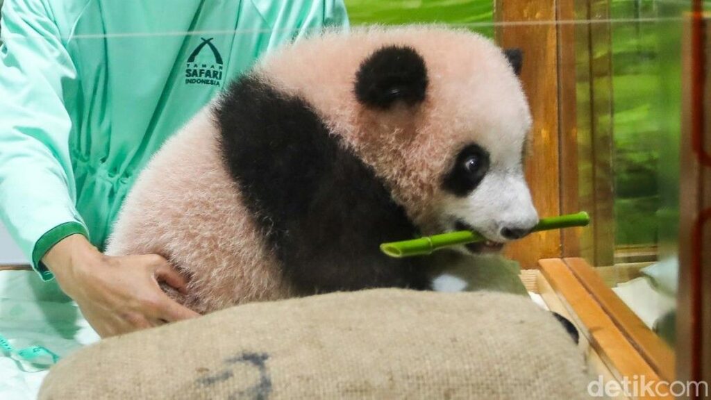 China Apresiasi Keberhasilan Indonesia Merawat Panda Raksasa