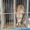 Polisi Tetapkan Pemilik Anjing Pemburu Babi Tersangka di Bogor