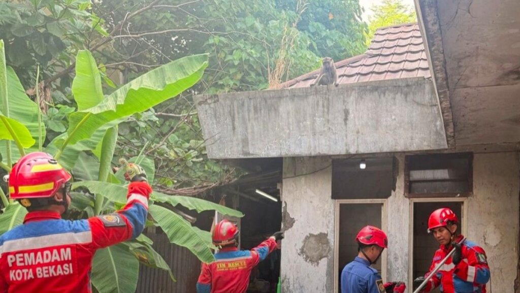Petugas Damkar Evakuasi Monyet Ekor Panjang di Kota Bekasi