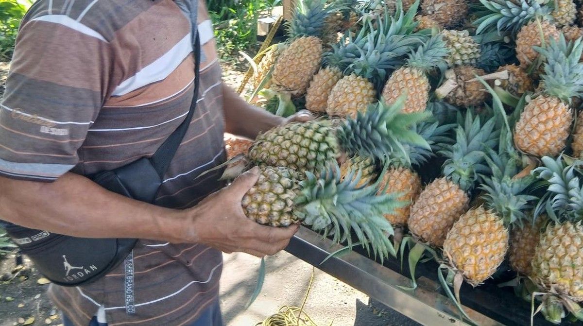 Mengenal Nanas Bolaang Mongondow yang Menjadi Andalan Sulawesi Utara