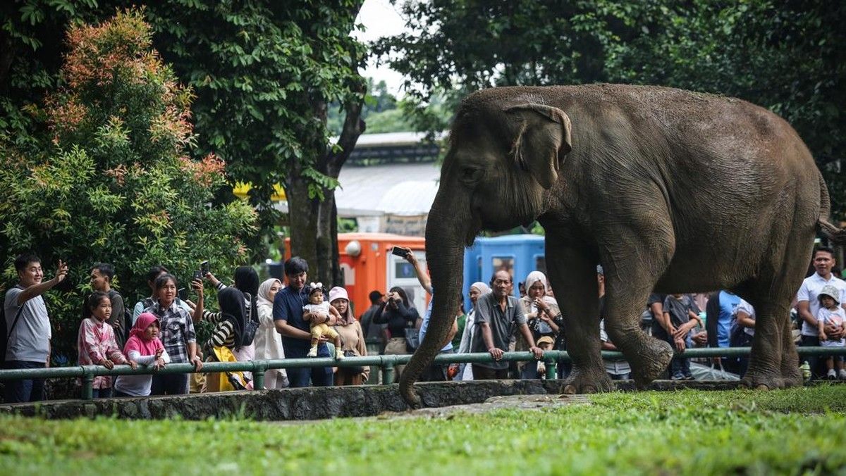 DPRD DKI Jakarta Desak Evaluasi Pengamanan Ragunan Pascabocah Jatuh
