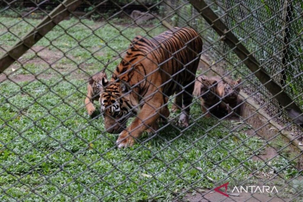 Taman Safari Prigen Kelahiran Empat Anak Harimau Sumatra