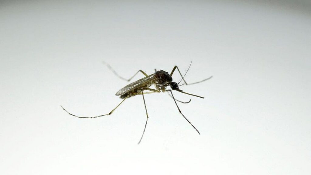 Warga Tolak Rencana Google Lepas 32 Juta Nyamuk Wolbachia di AS
