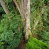 Peneliti Temukan Pedang Langit Pohon Tertinggi di Asia Timur