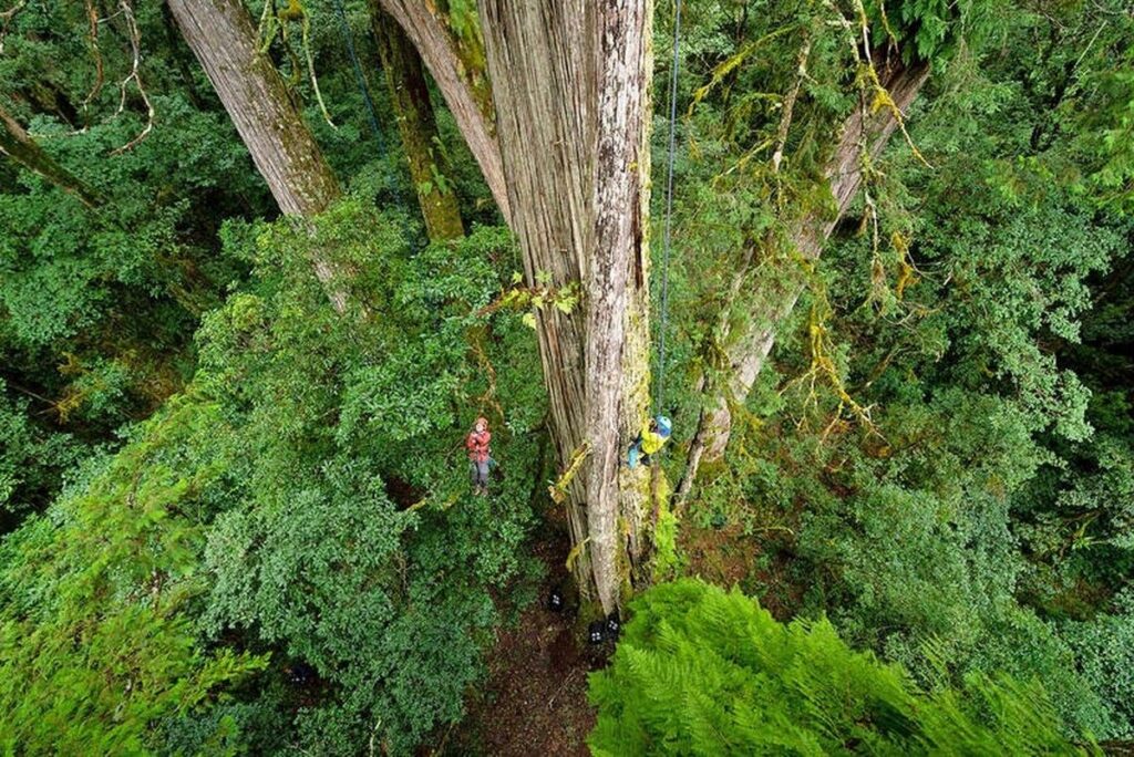 Peneliti Temukan Pedang Langit Pohon Tertinggi di Asia Timur
