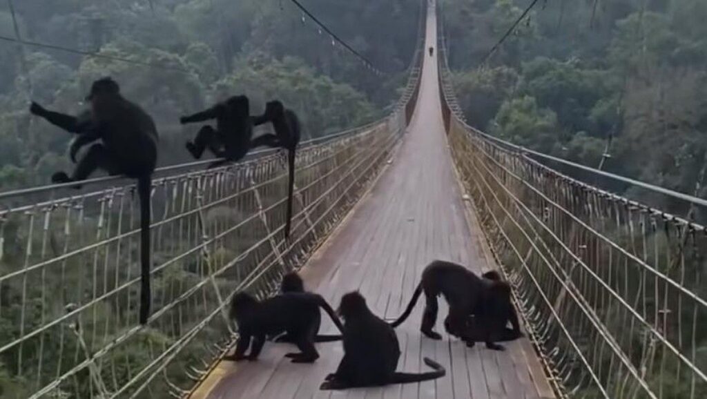 Kawanan Lutung Jawa Lintasi Jembatan Gantung Situ Gunung Sukabumi