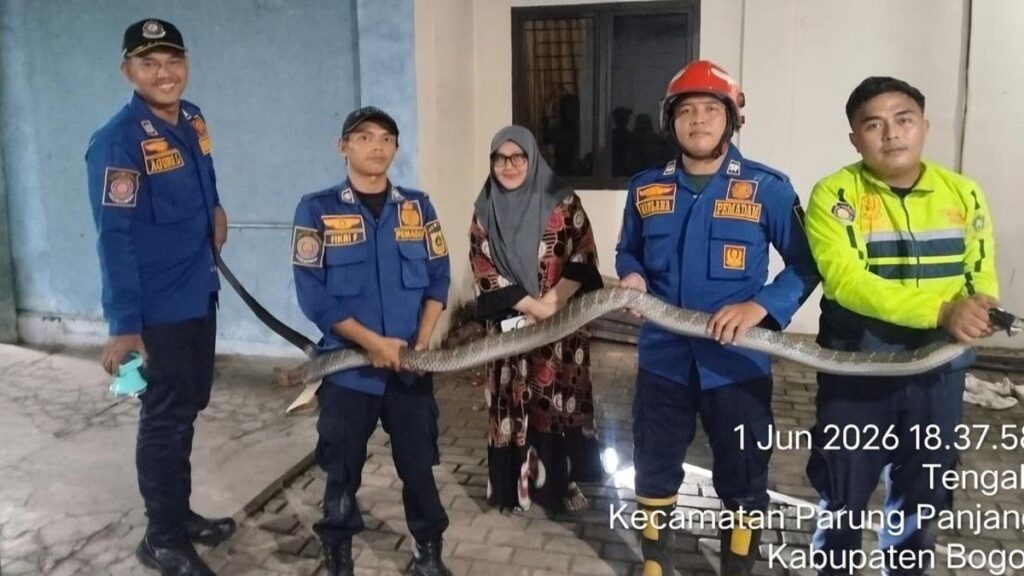 Petugas Damkar Evakuasi Ular King Cobra di Garasi Parungpanjang