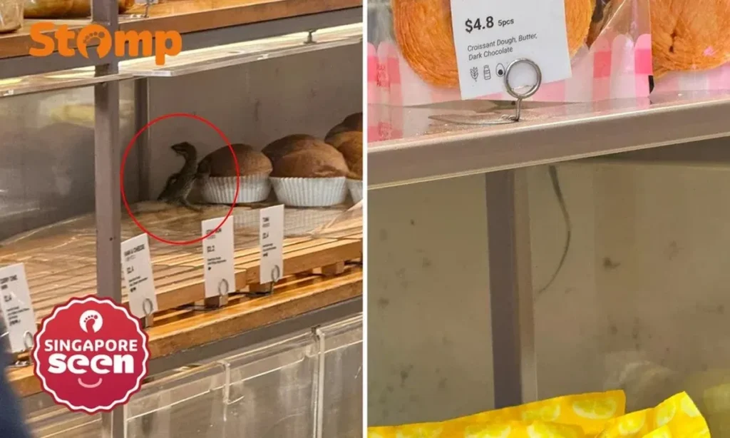 Biawak Masuk Toko Roti BreadTalk Singapura dan Ditangkap Pelanggan