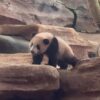 China Beri Sinyal Perpanjang Kontrak Pinjaman Panda Raksasa ke Indonesia