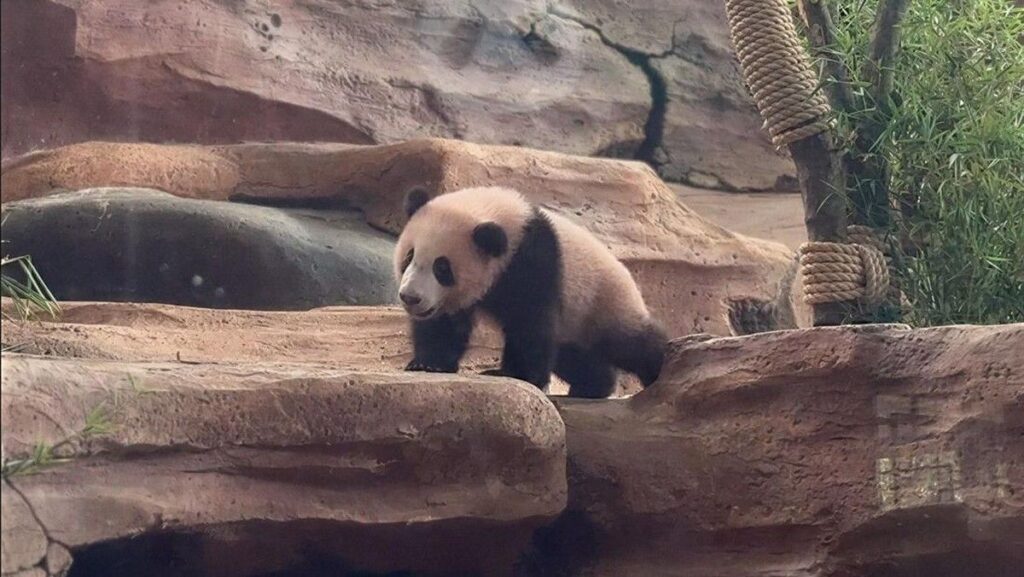 China Beri Sinyal Perpanjang Kontrak Pinjaman Panda Raksasa ke Indonesia
