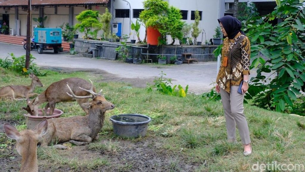 Pemkot Surakarta Tangani Rusa Kelaparan di Taman Sriwedari Solo