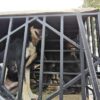 Polisi Tetapkan Pemilik Anjing Pemburu Tersangka Kasus Bocah Tewas