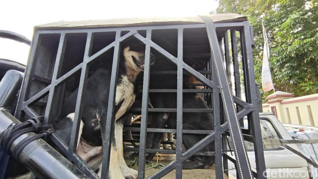 Polisi Tetapkan Pemilik Anjing Pemburu Tersangka Kasus Bocah Tewas