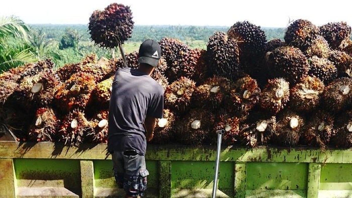 Memahami Perbedaan Perizinan Tambang Minerba dan Perkebunan Kelapa Sawit