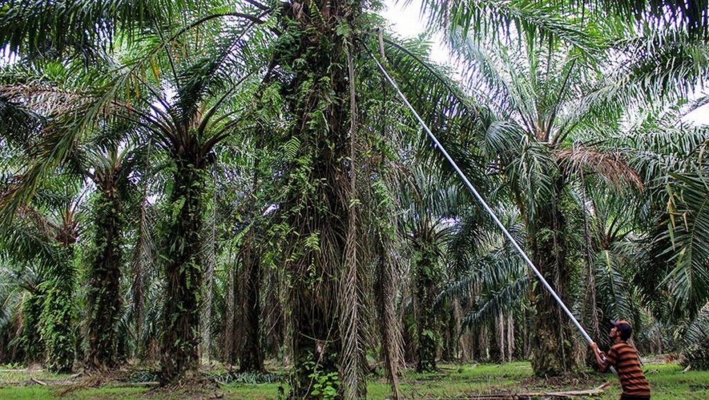 GAPKI Dorong Transformasi Teknologi Hadapi Tantangan Berat Industri Sawit