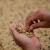 Asal-usul Sejarah Kopi Java Mendunia Bersama VOC