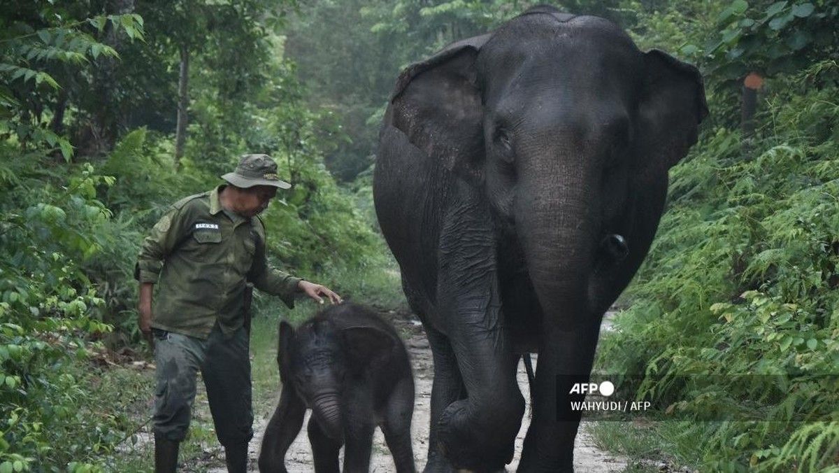 Kelahiran Anak Gajah Sumatra di TN Tesso Nilo Gairahkan Konservasi